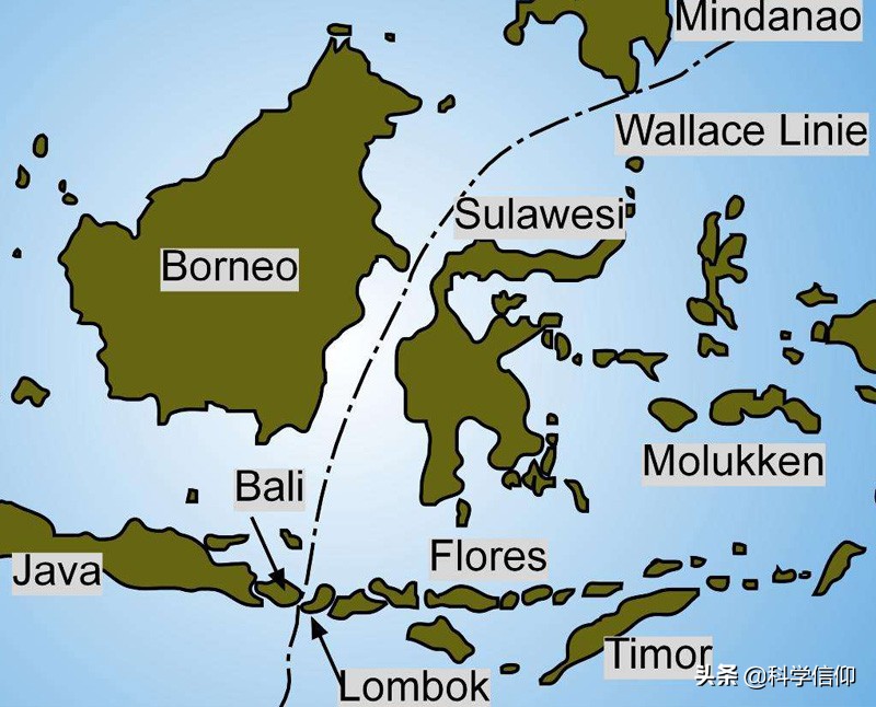 澳洲的动物为什么和其他地方不同,澳洲动物为什么有独特性