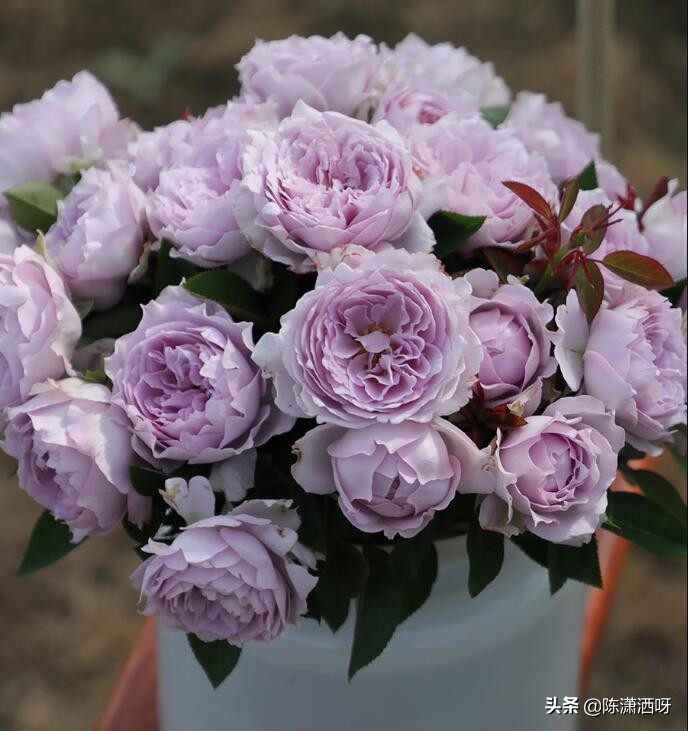 中国月季红色浓香,13种中国红月季让你美个爆