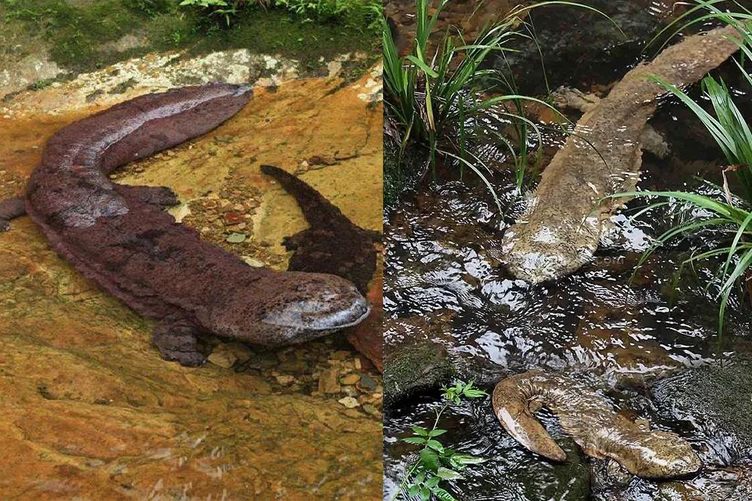 1.5亿年前的娃娃鱼，3000公里寻根的中华鲟，或因人类而灭绝