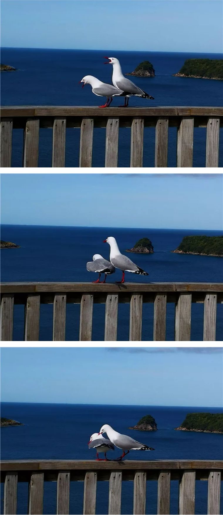 不明白新西兰为什么是发达国家,发达国家新西兰为什么没存在感