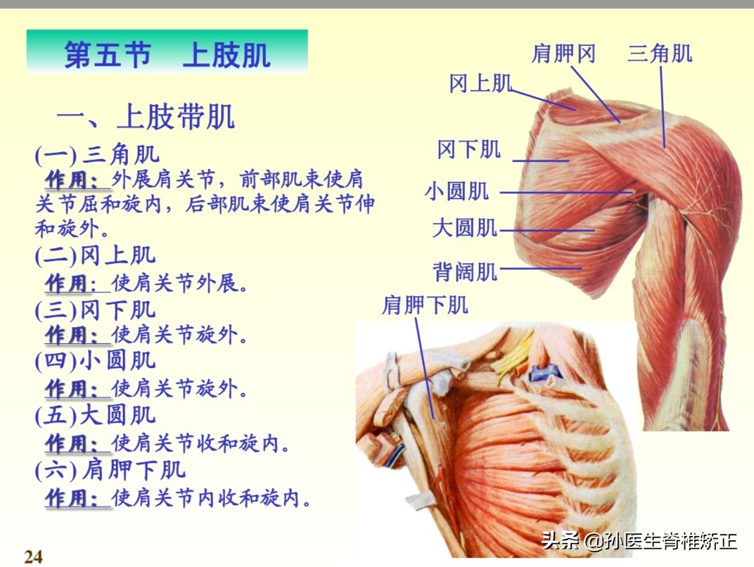 系统解剖学骨学ppt课件,解剖学基本知识ppt课件