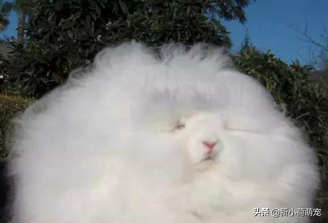 打开手机就是猫猫狗狗？我想你需要这7个“新鲜有趣”提提神