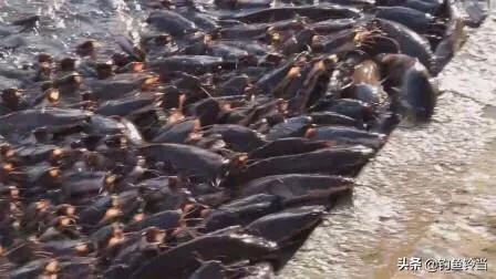 恒河的“烦恼”，鲶鱼已多到泛滥成灾，钓友：高价请我都不去钓！