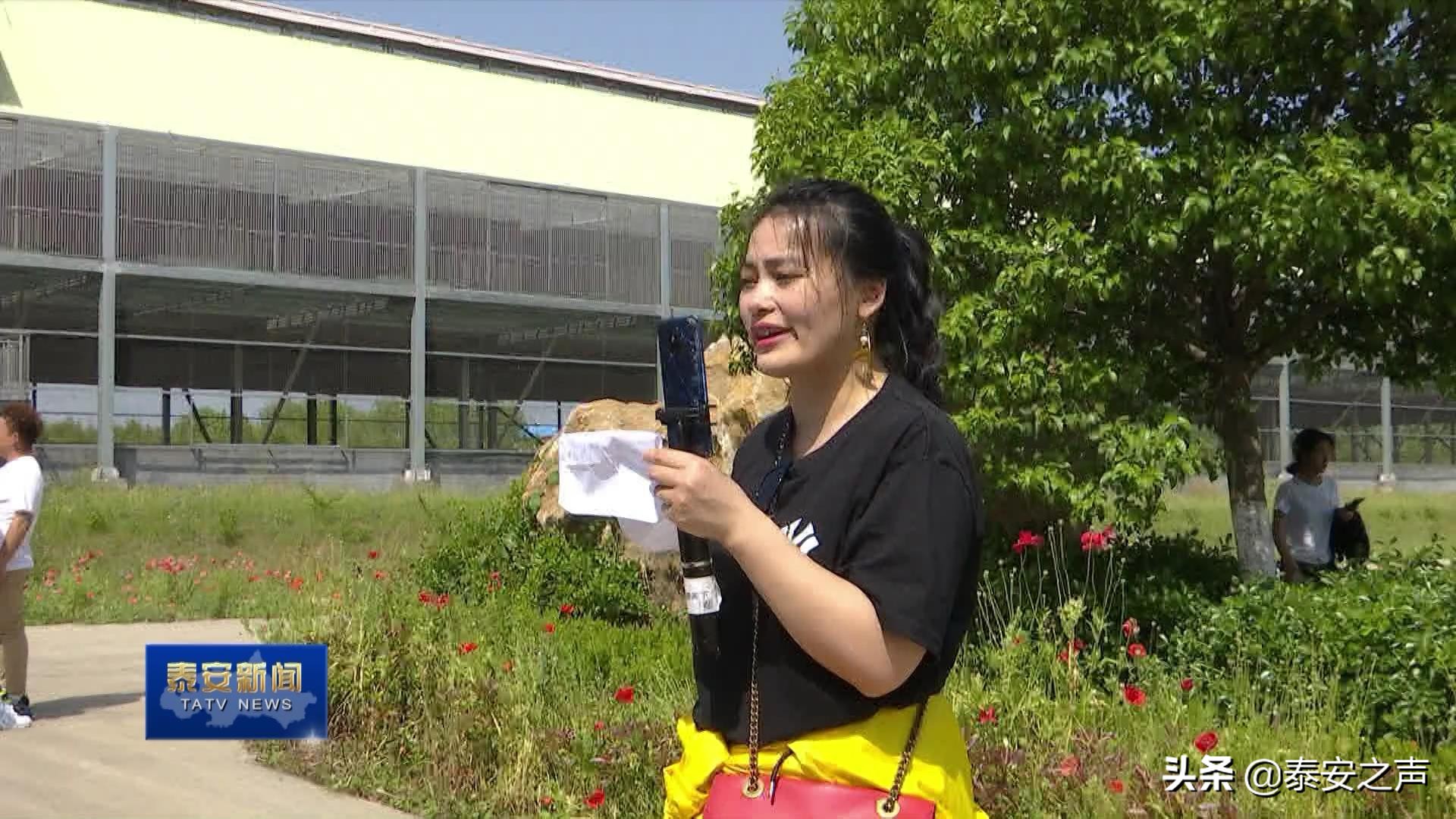 2020国际鸽联“洲际杯”国际公棚鸽王赛首家分站赛落户*安泰**