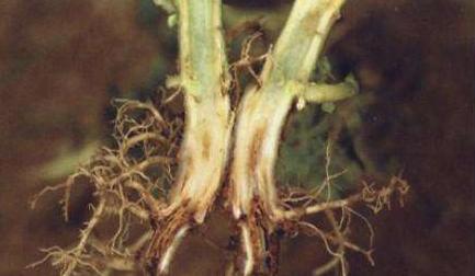 种地氮磷钾超标怎么改良土壤,怎样改良土壤肥料