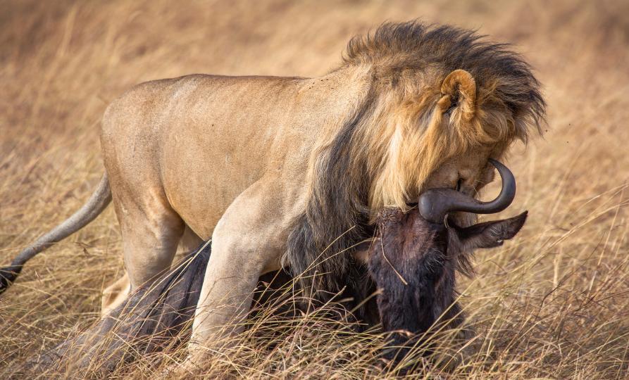 为什么动物都不用吃盐人不吃盐,野生动物没吃盐怎么回事