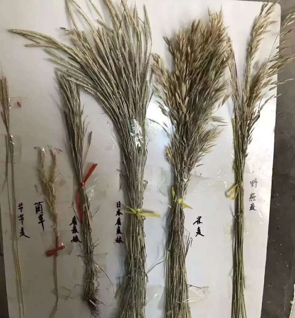 节节麦用啥能治,节节麦现在怎么这么多