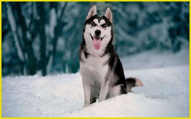 哈士奇无处安放的灵魂,哈士奇只想做个安静的美男子