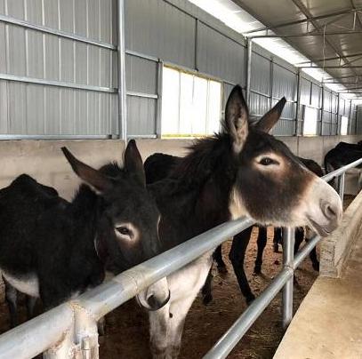 肉驴怎么饲养最好养活,肉驴饲养方法视频