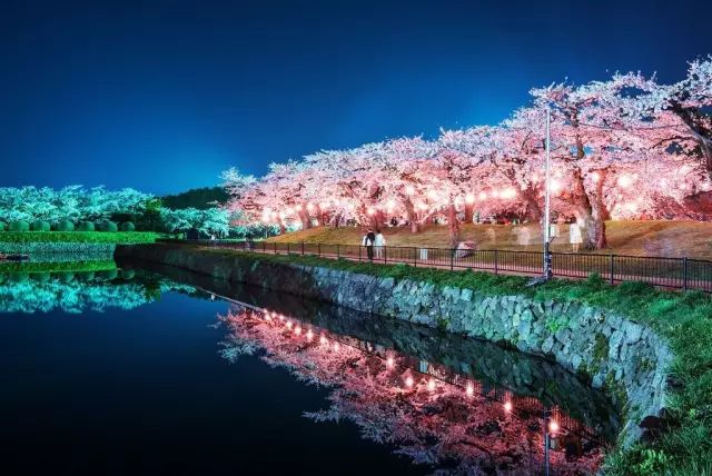 等你盛开，北海道之樱（文末也有福利在等你）