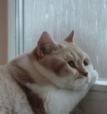 哪些养猫行为让猫痛苦,哪些养猫行为其实让猫承受痛苦