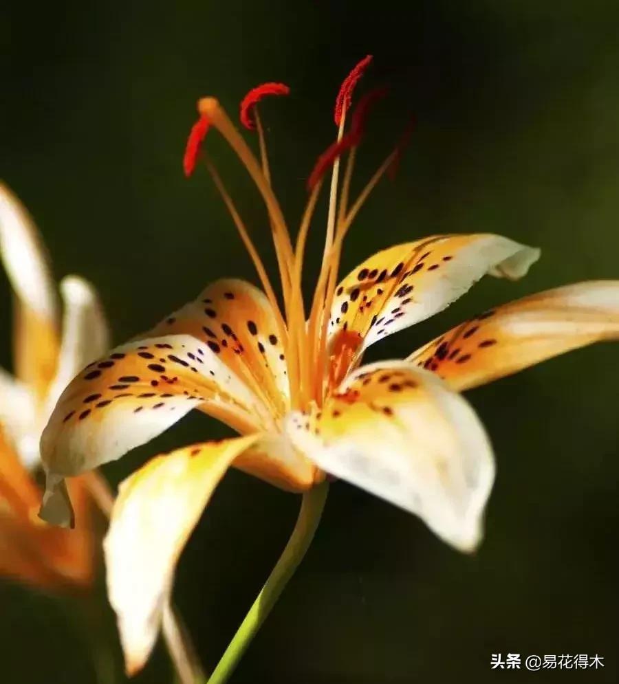 百合花开花后怎么留种球,百合花开花后晒太阳吗