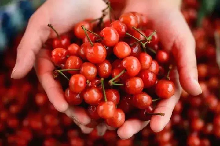 宁波横溪樱桃采摘,宁波周边樱桃采摘