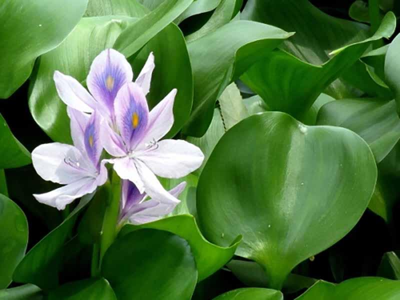 38种常见入侵植物花朵,38种疯狂的入侵植物