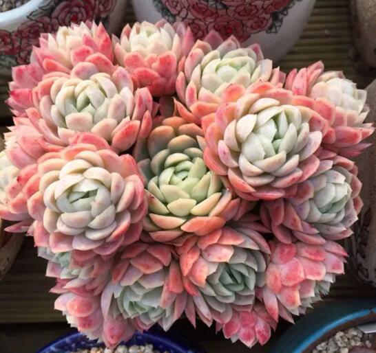 多肉冰莓养护小技巧,四季光照不能少,晒出状态美翻天!