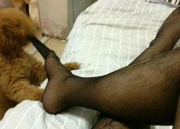 “为啥狗老咬我的黑*袜丝**，是太臭了吗？”哈哈哈连泰迪都看不下去