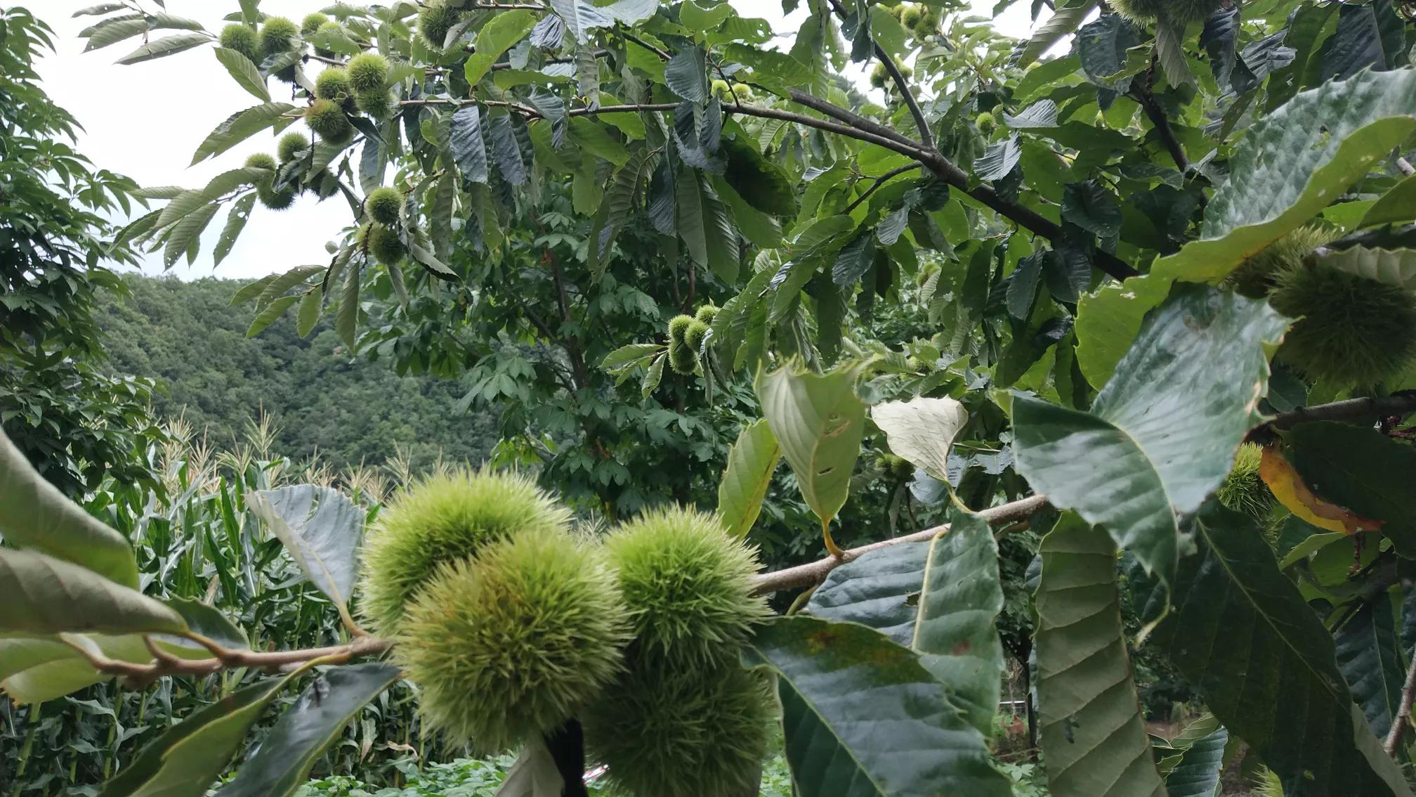 大山深处的温柔乡,大山深处的浪漫