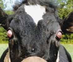 牛红眼病有哪些症状,养牛结膜炎早期症状