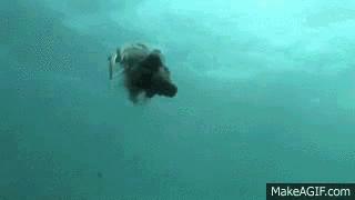 墨鱼乌贼章鱼鱿鱼到底有什么区别,怎么分清章鱼乌贼和鱿鱼