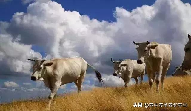 适合生产雪花牛肉的中国牛品种,夏洛莱和黑白花牛杂交是啥品种