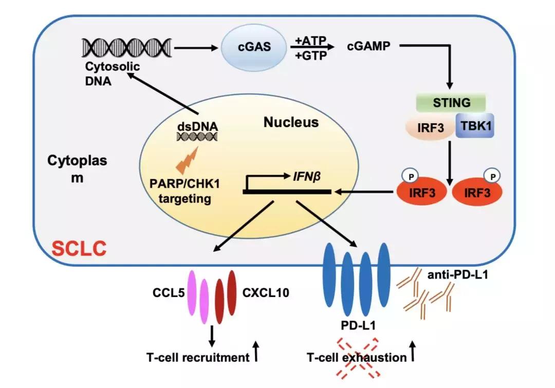 科学家找到癌细胞的生死开关,科学家找到了癌症的开关
