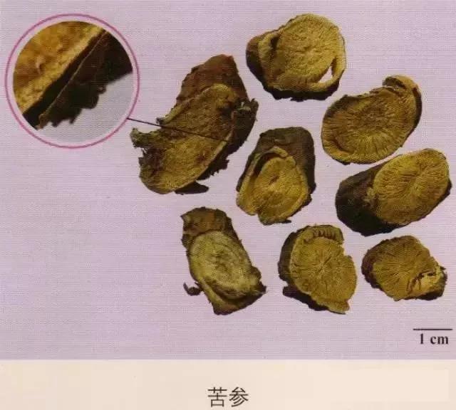 中药材图片大全大图带药名,200多味中药材图谱带图