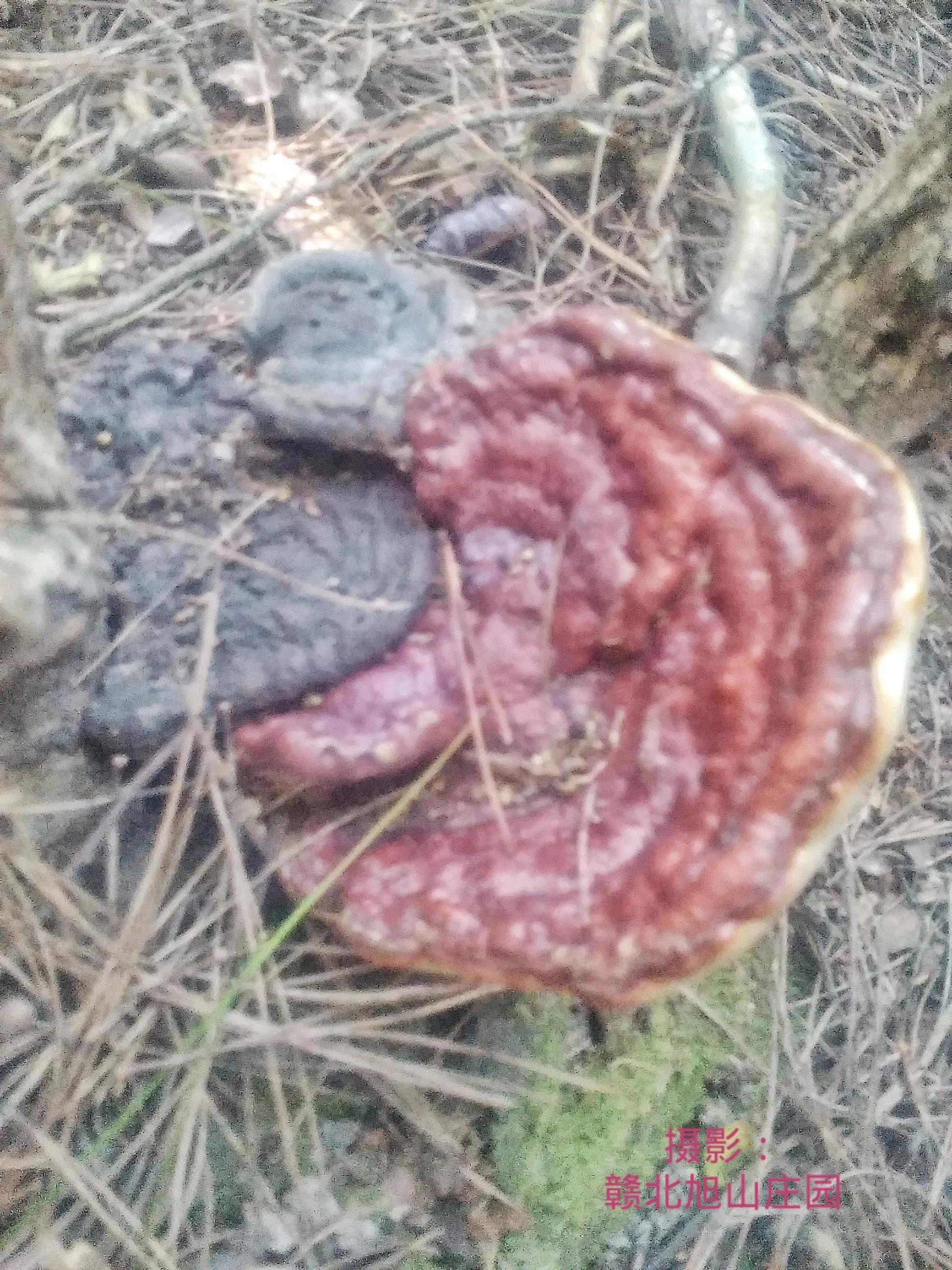 江西省赣北旭山庄园,灵芝旭山庄园