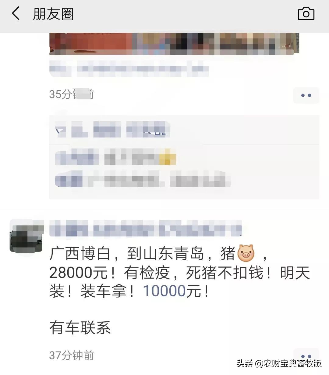 两广抛售仔猪,卖一头猪亏损超200元猪价何时止跌