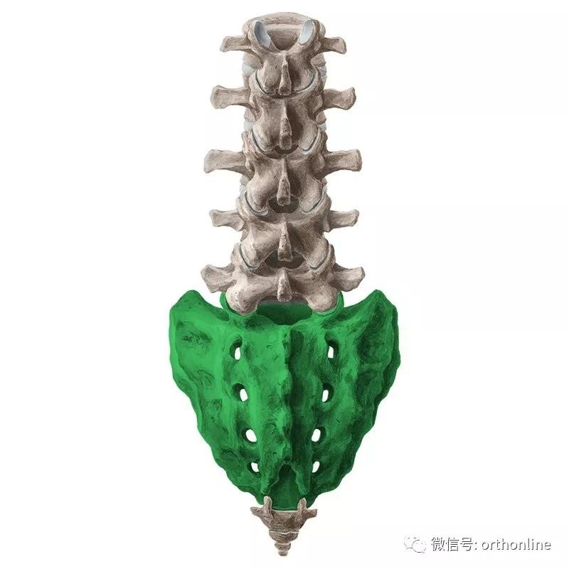 超全的脊柱功能解剖珍藏版,脊柱解剖的基本要点珍藏版