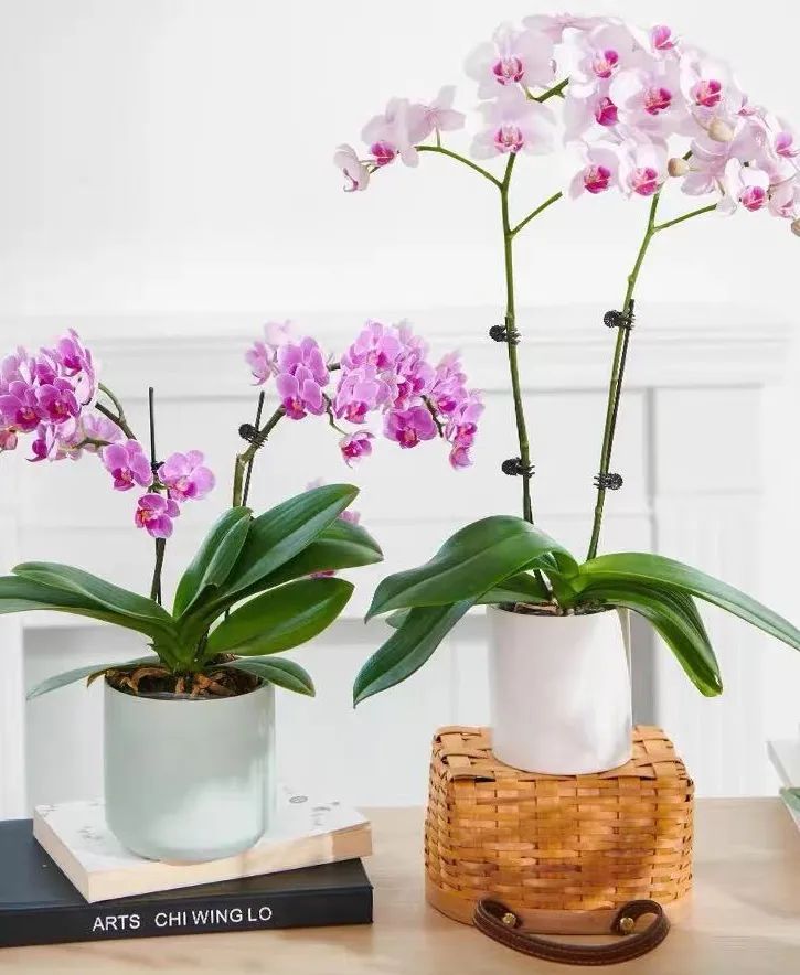 兰花肉根干枯怎样处理,蝴蝶兰肉根黑了