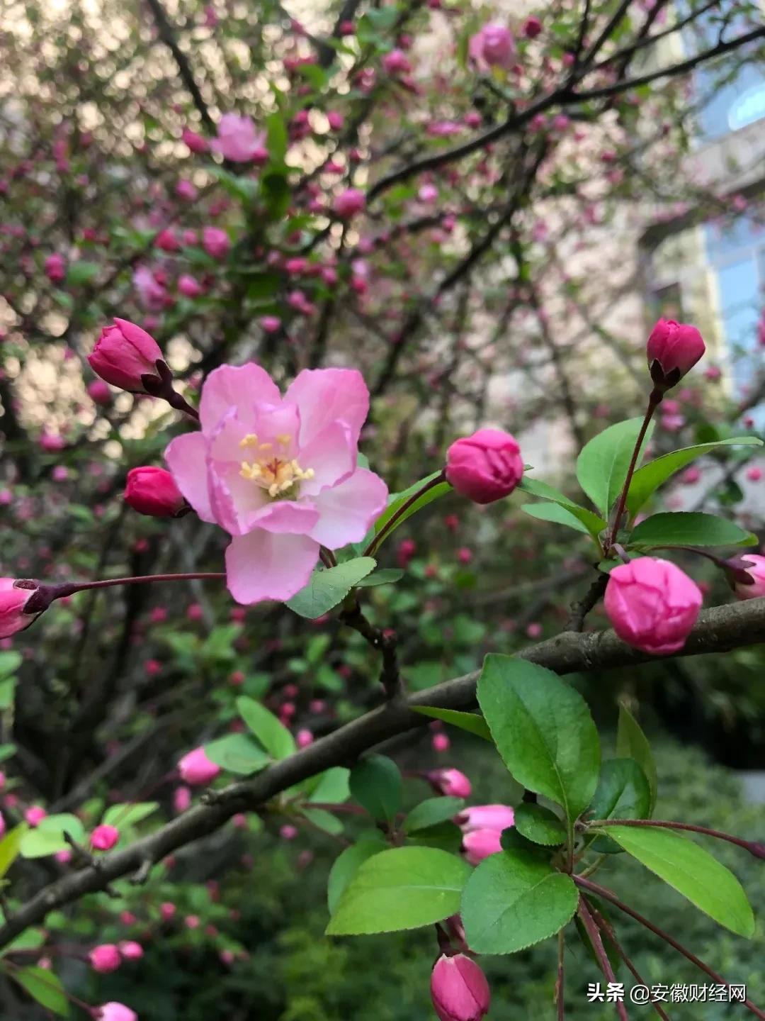 花都开好了现场完整版,花都开好了合唱合拍