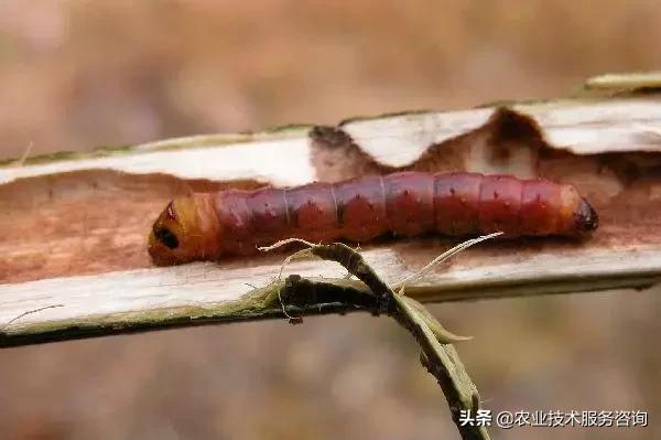 柑橘虫害高清图谱及防治方法,柑橘虫害物理消灭