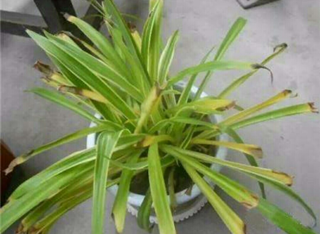 花卉误喷了除草剂怎么补救,花卉药害能自愈吗