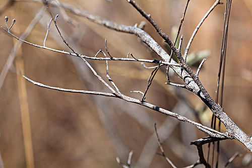 昆虫庞大吗,各种昆虫中最大的个体