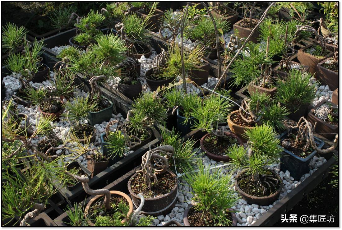 盆景的基础管理养护方法,盆景怎么养护才能更好