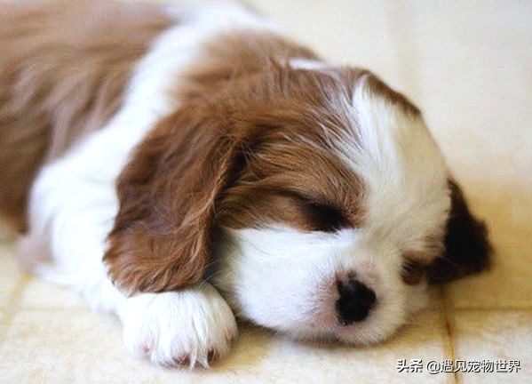 刚断奶的狗狗怎么训练不乱叫,刚断奶的狗狗晚上要叫多久