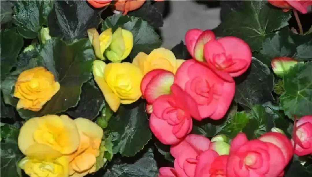 四季海棠暖气房养为啥不开花,四季海棠开花后的修剪方法图解