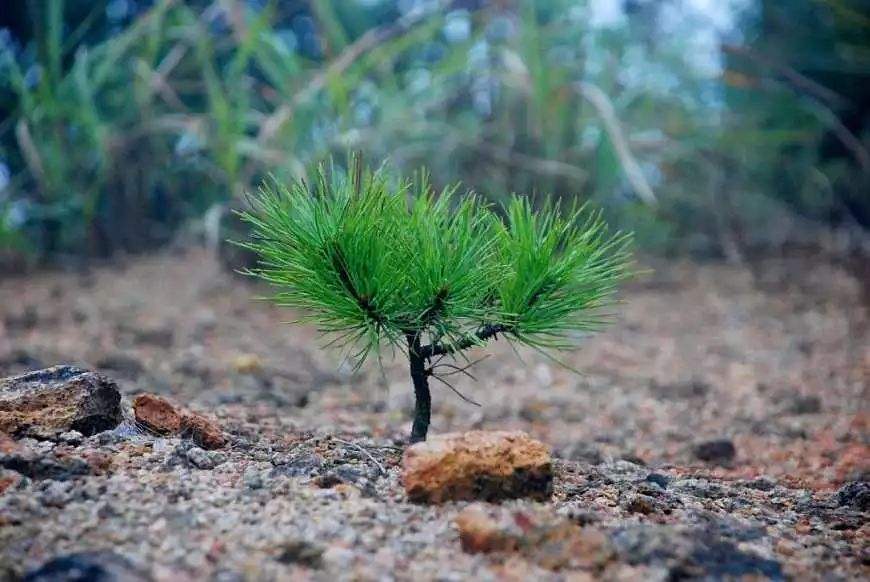 托物喻人诗50首,自创一首托物言志的诗句励志