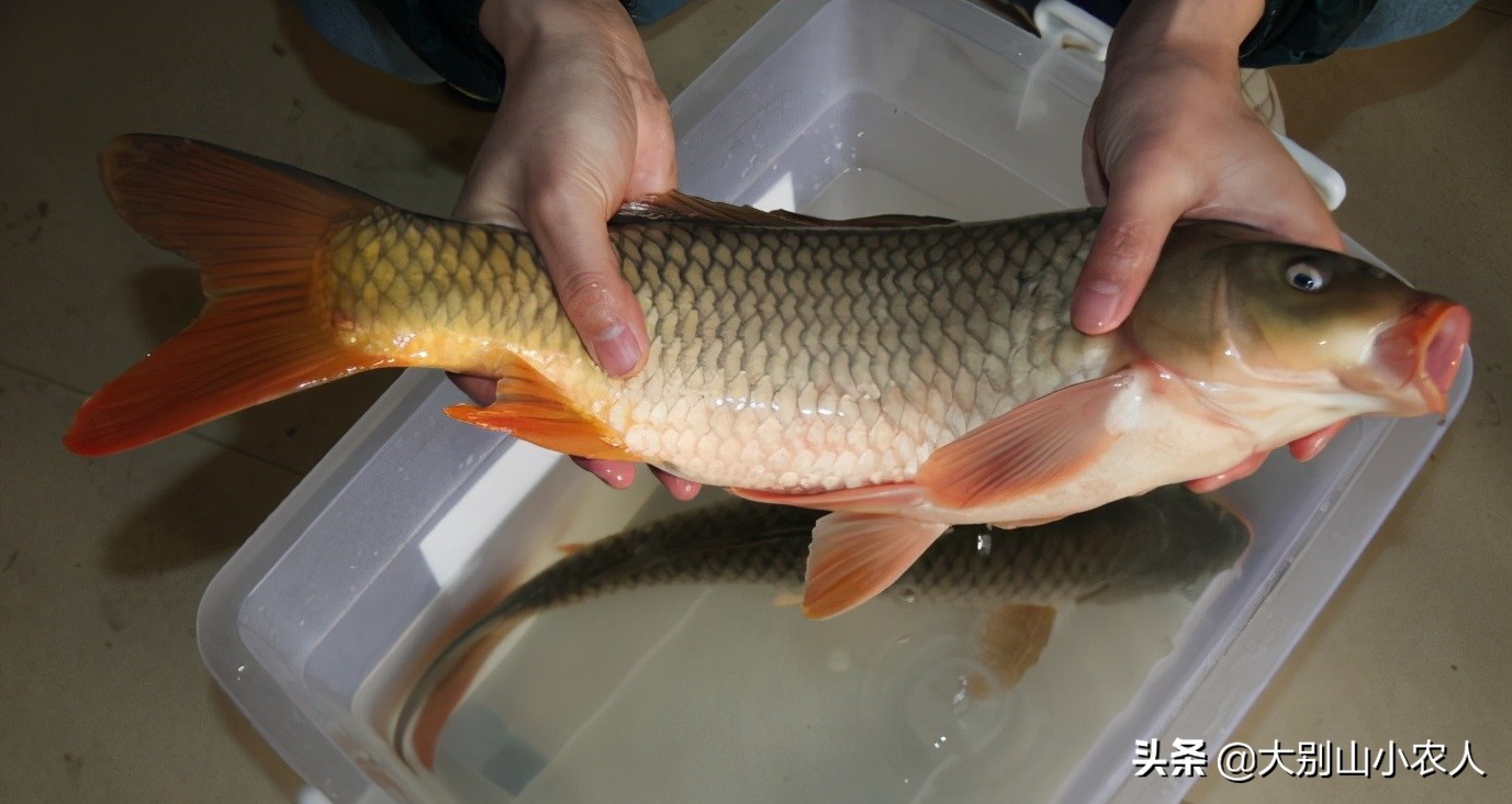 四大家鱼为什么那么难吃,四大家鱼之首的青鱼为何可怕
