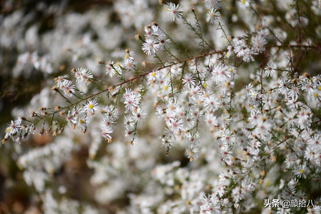 扶不起的绿植,扶不起的绿植视频