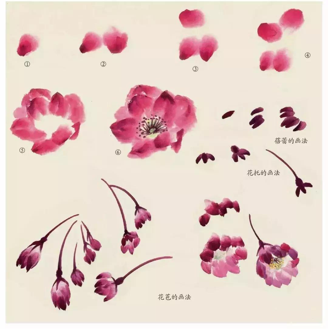 国画团扇花卉画法,国画中常见花卉的画法