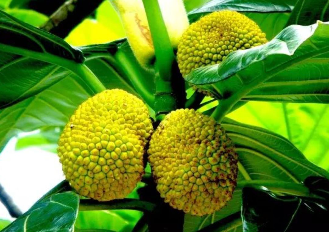 真的是活久见！长成这样居然能吃？