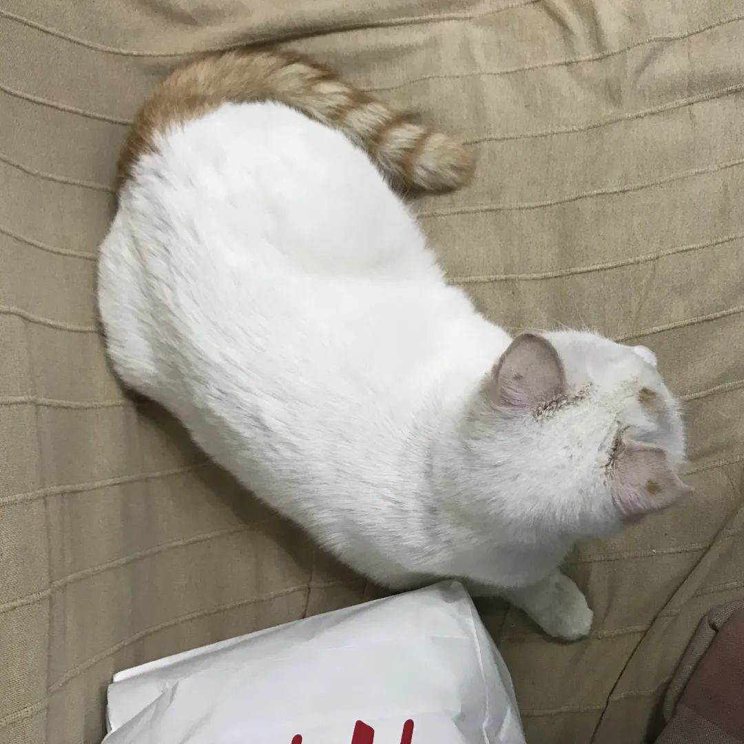 中华田园猫缺点有哪些,中华田园猫有多不受待见