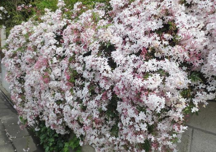 5种花是“爬墙高手”,多见光,别缺水,半年长成“花瀑布”