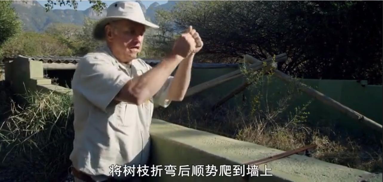 永不服输的蜜獾,曾经有一个保护区饲养了两只,后来怎么样了?