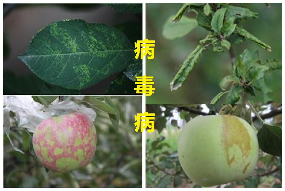 苹果病毒病后续,苹果病毒病怎样治疗