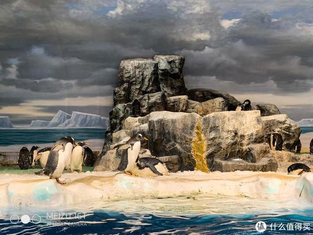 日本pitta口罩,日本买口罩用什么软件