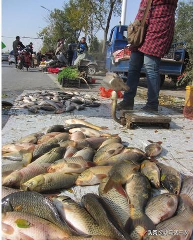 农村大集鲤鱼多少钱一斤,农村大集上的野生鲤鱼