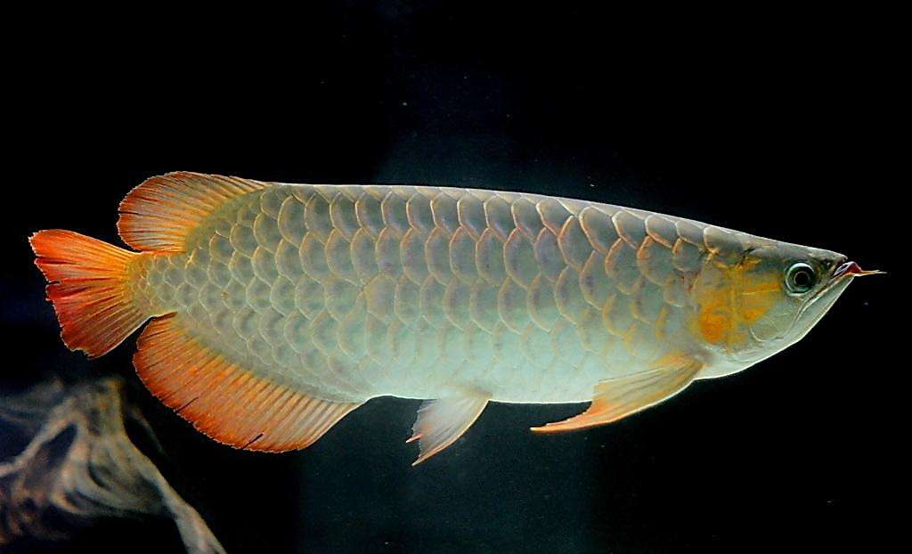 银龙鱼要怎么养最好的,新手养银龙鱼的教学视频大全