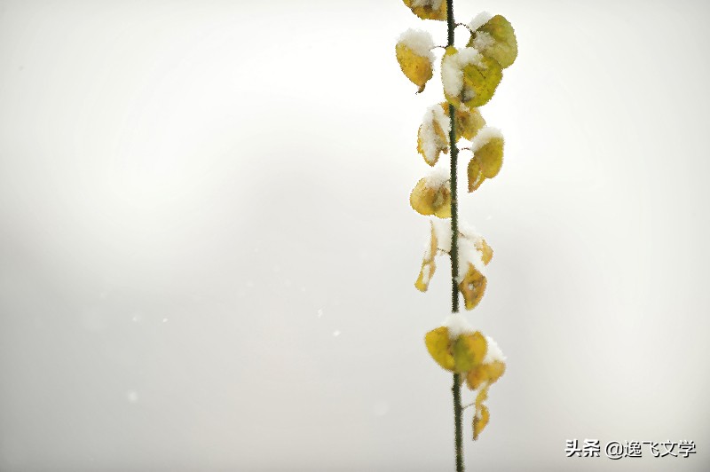 人生苦闷感悟精辟诗句,人生感悟寂寞是人生的最高享受